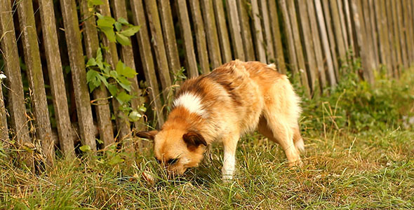 Dog Dog