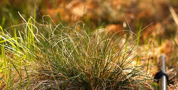 Green Grass And Forest Green Grass And Forest