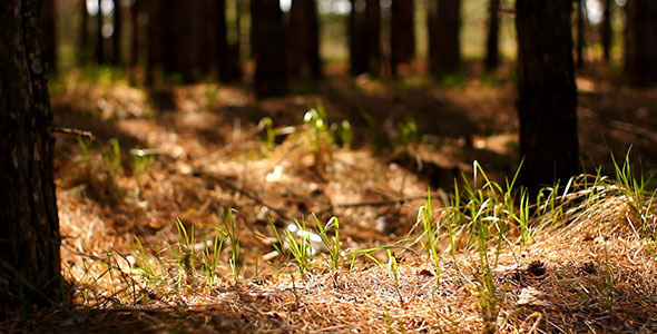Forest Forest