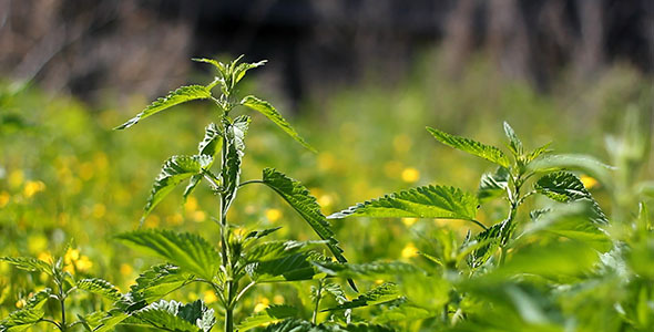 Green Nettle and Yellow Flowers On The Wind Green Nettle and Yellow Flowers On The Wind