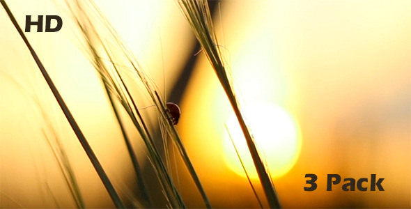 Ladybird Crawls Through the Grass at Sunset Ladybird Crawls Through the Grass at Sunset