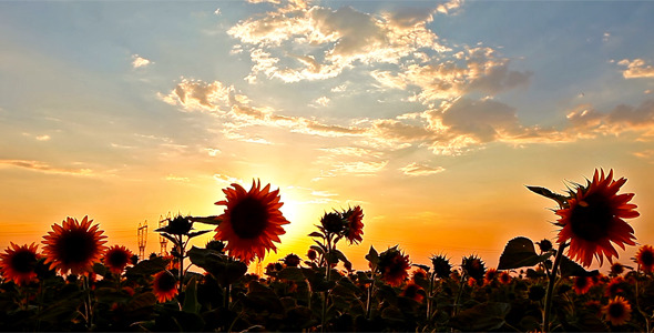 Flowering Sunflowers 2 Flowering Sunflowers 2
