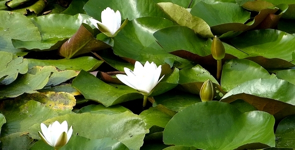 Water Lily 2 Water Lily 2