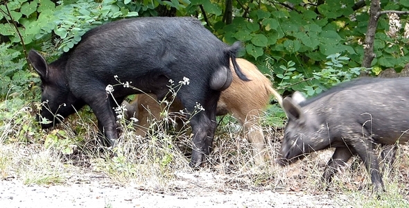 Wild Pigs 2 Wild Pigs 2