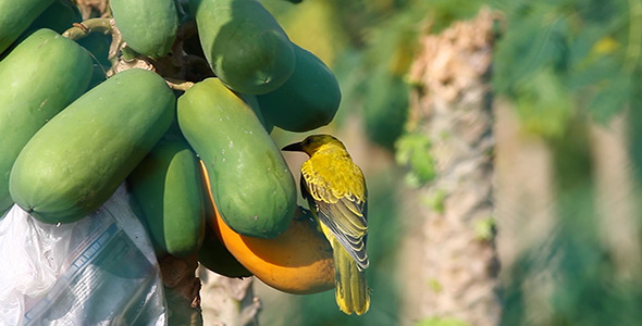 Black Nape Oriole Oriolus chinensis Black Nape Oriole Oriolus chinensis