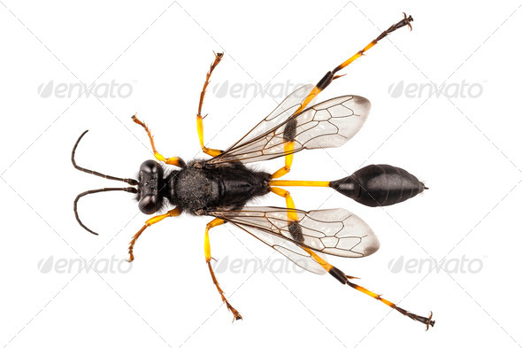 Wasp mud dauber species sceliphron destillatorium - Stock Photo - Images