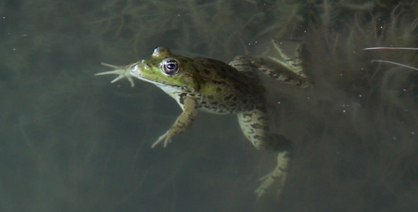 Frog in a Pond Frog in a Pond