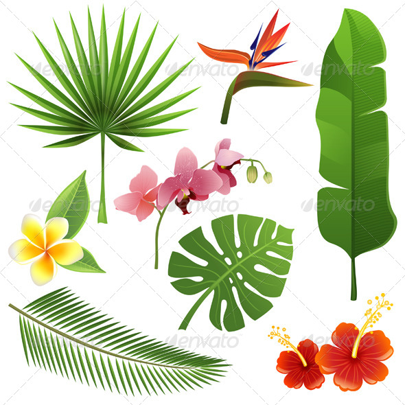 Tropical Plants Tropical Plants