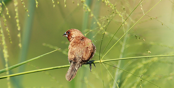 Scaly Breasted Munia Preening Scaly Breasted Munia Preening