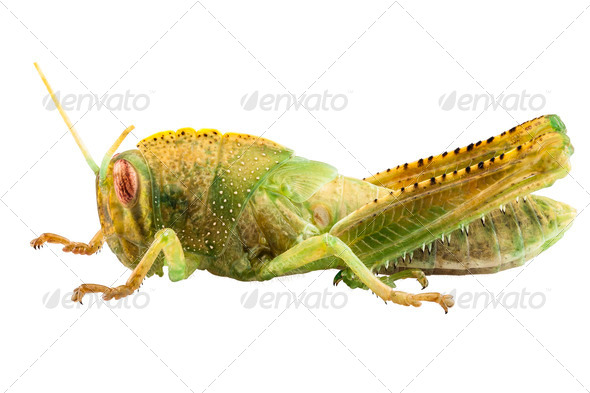 Anacridium aegyptium - Stock Photo - Images