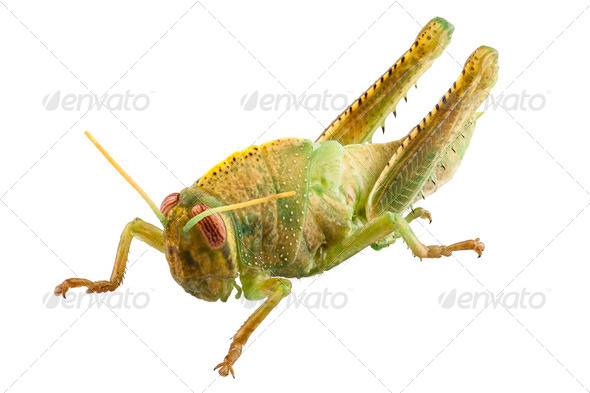 Anacridium aegyptium - Stock Photo - Images