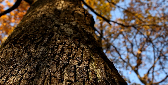 Tree Bark Tree Bark