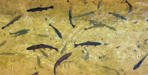 Brown Trout Fish Brown Trout Fish