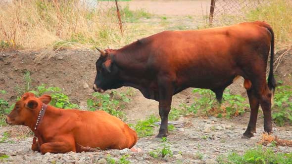 Cows 1 Cows 1