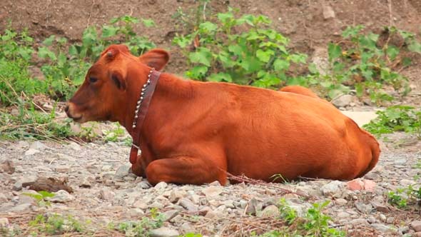 Cows 2 Cows 2