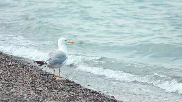 Gulls on the Beach 3 Gulls on the Beach 3