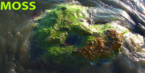 Seaweed Seaweed
