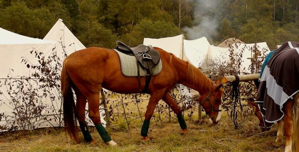 Horse Horse