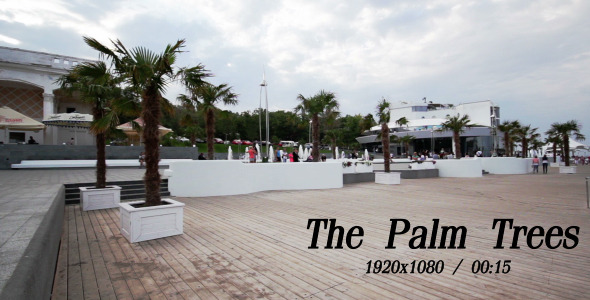 The Palm Trees The Palm Trees