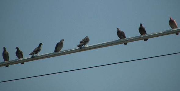 Birds on a Wire Birds on a Wire