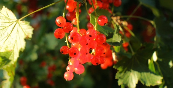 Picking Harvest of Red Currant Picking Harvest of Red Currant