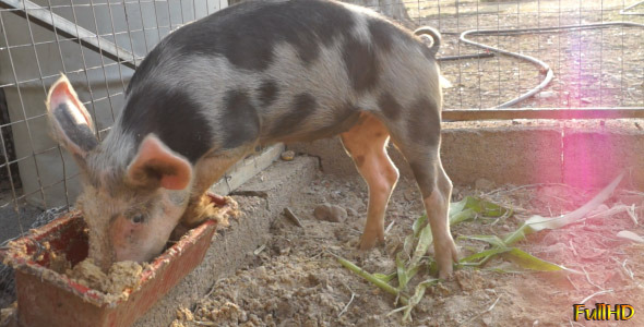 Pig Eats Greedily Pig Eats Greedily