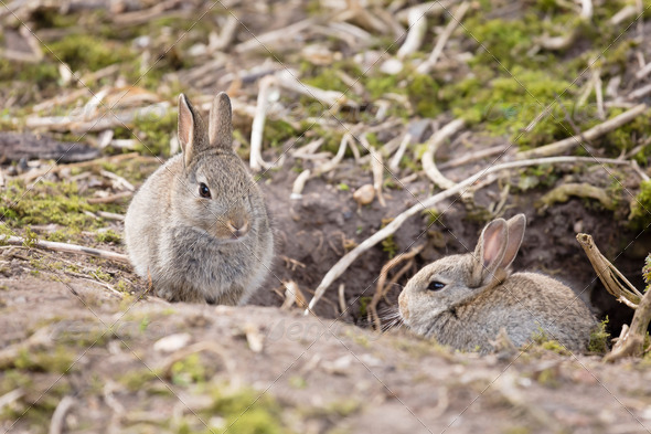 Rabbits at burrow