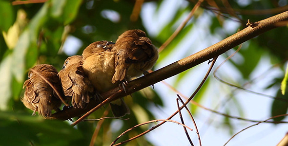 Sleepy Birds 4 Sleepy Birds 4