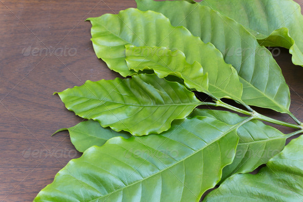 Branch of coffee leaf on wooden board