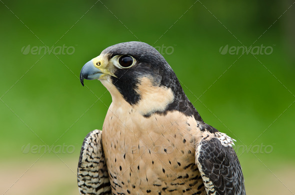 Portrait of Peregrine Falcon