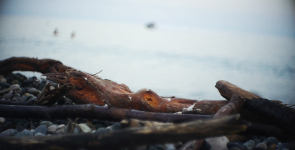 Seashore 1 Seashore 1