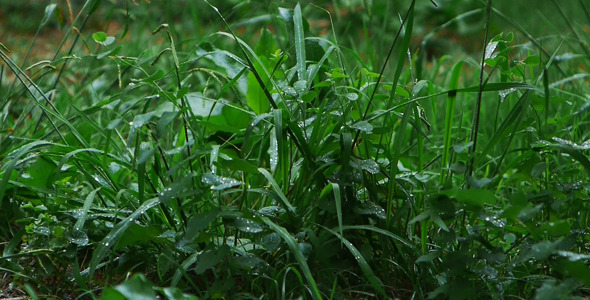 Grass In The Rain Grass In The Rain