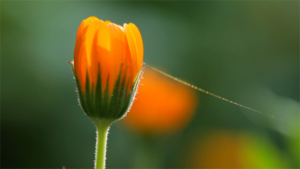 Calendula Flower Calendula Flower