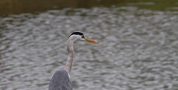 Grey Heron Ardea Cinerea Close-Up Grey Heron Ardea Cinerea Close-Up