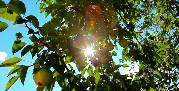 Pear Tree 1 Pear Tree 1