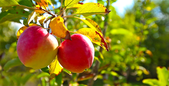 Red Apples 1 Red Apples 1