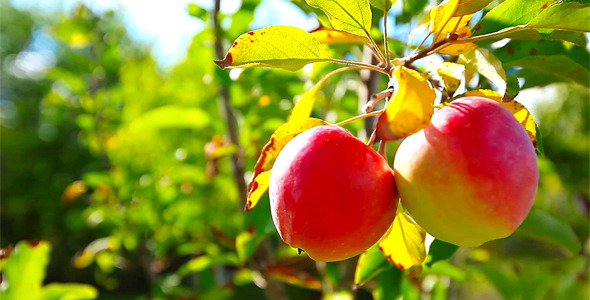 Red Apples 2 Red Apples 2