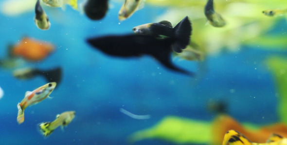 The Fish 7 The Fish 7