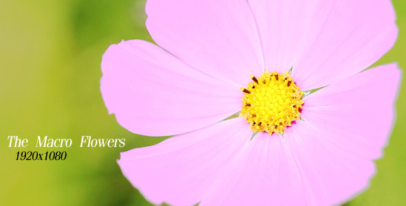 The Macro Flower The Macro Flower