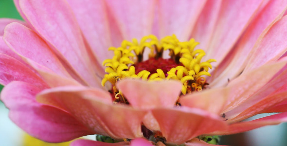 The Macro Flower 4 The Macro Flower 4