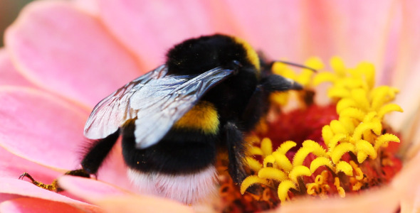 Macro Bee And Flower Macro Bee And Flower
