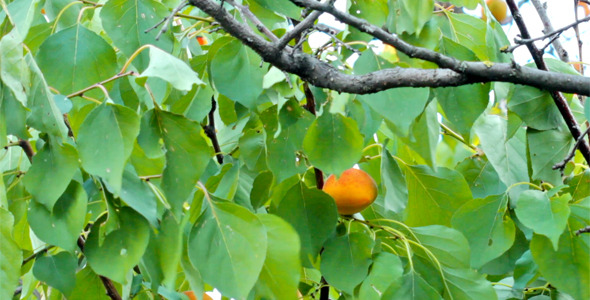 Apricots 1 Apricots 1