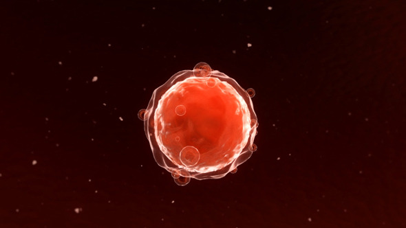 Oocyte 9 Oocyte 9