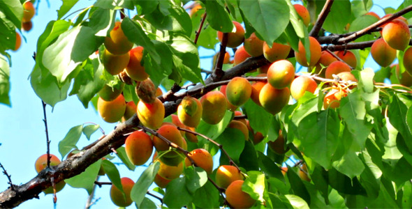 Apricots 3 Apricots 3