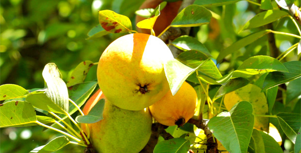 Pear Tree 4 Pear Tree 4