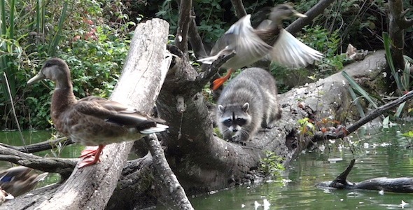 Lagoon Raccoon II Lagoon Raccoon II