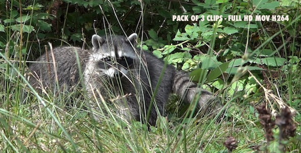 Common Raccoon II Pack of 3 Common Raccoon II Pack of 3
