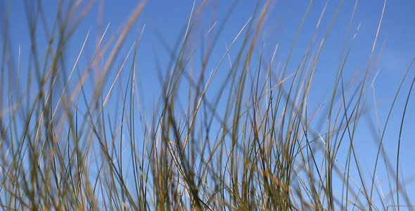 Grass 01 Grass 01