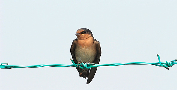 Swallow on The Fence Swallow on The Fence