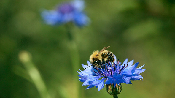 Working bumblebee Working bumblebee
